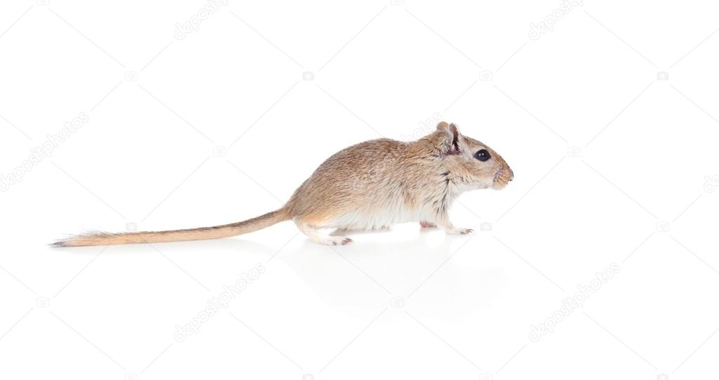 á Gerbil Stock Pictures Royalty Free Gerbil Images Download On Depositphotos