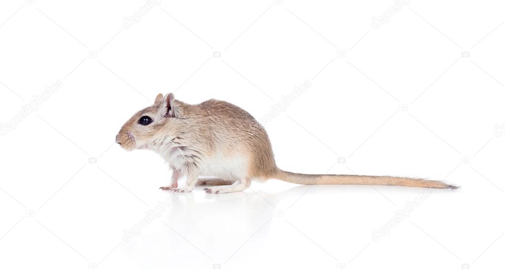 Profil De Un Gergil Drole Image Libre De Droit Par Gelpi C