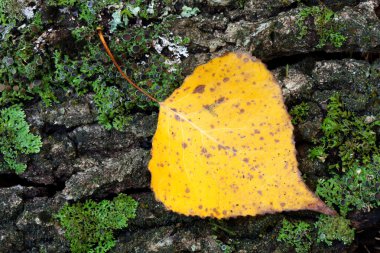Bir ağaç gövdesi Altın yaprağı