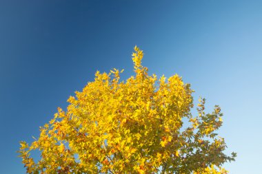 Ağaç sarı yaprakların tam