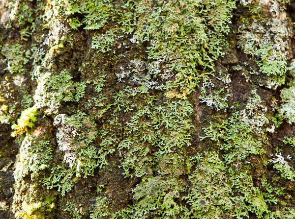 Pień drzewa z mchem — Zdjęcie stockowe