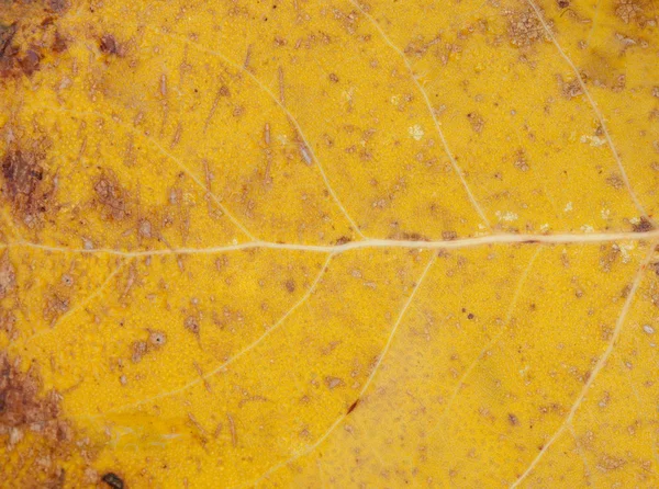 Nära håll golden Leafs konsistens — Stockfoto