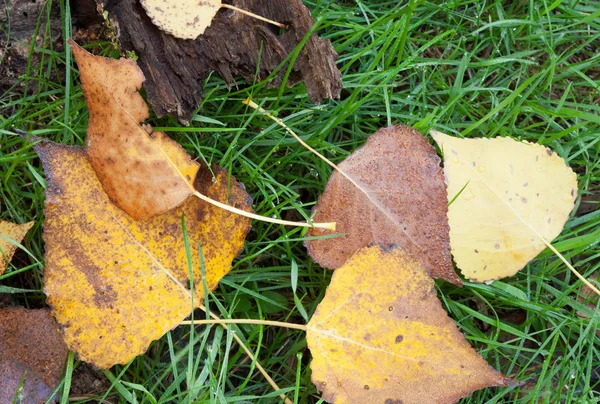 Золотые листья осенью — стоковое фото