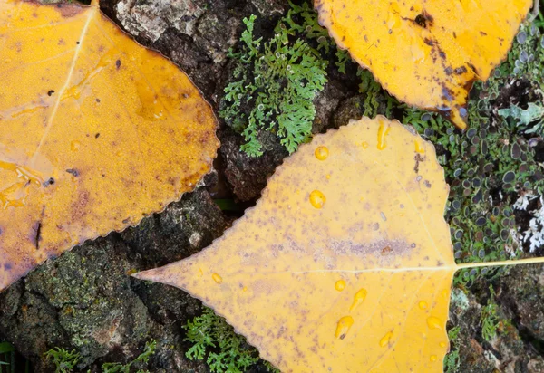 Zavřít spadaného listí na podzim — Stock fotografie