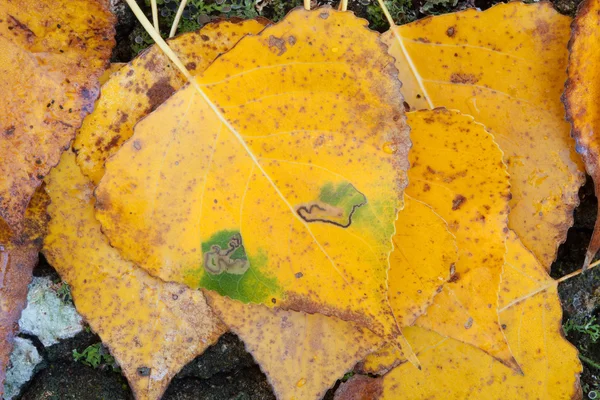 Goldene Blätter im Herbst schließen — Stockfoto