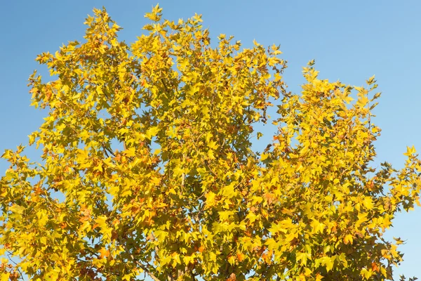 Tree full of yellow leaves — Stock Photo, Image