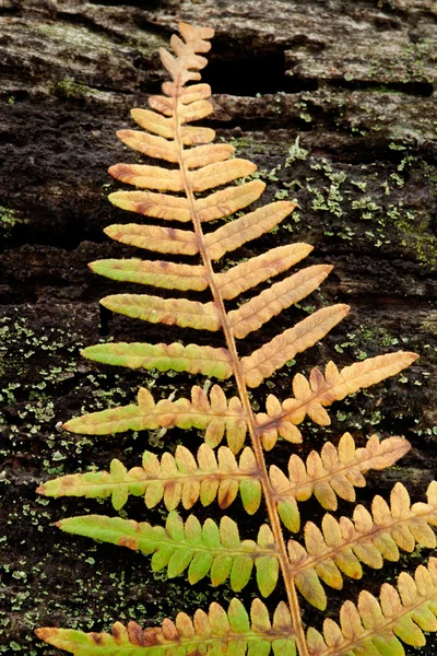 Gouden fern blad — Stockfoto