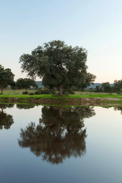 Árboles reflejados en el agua del río —  Fotos de Stock