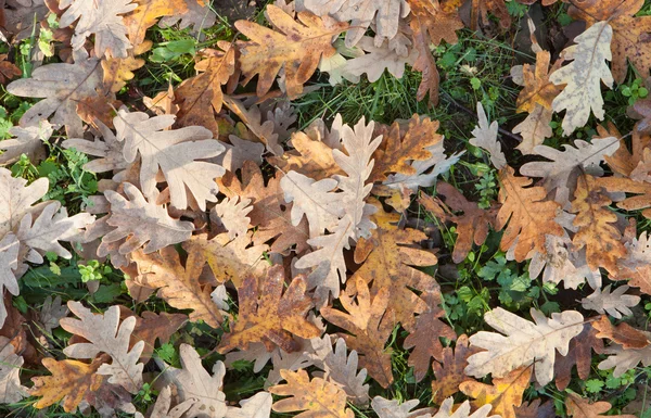 Yere düşen meşe yaprağı dolu — Stok fotoğraf