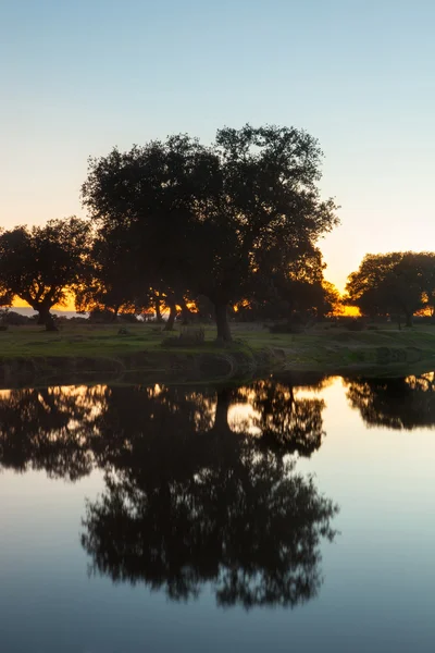 Árboles reflejados en el agua del río —  Fotos de Stock