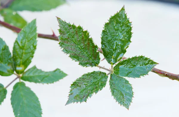 Nasses Blatt des Brombeerstrauches — Stockfoto