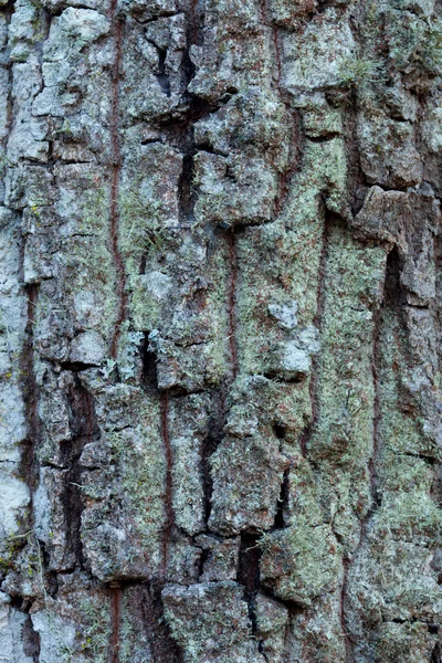 Huge oak bark — Stock Photo, Image