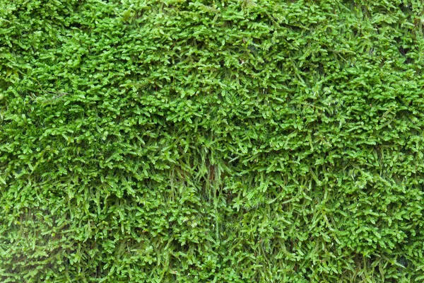 Textura zeleného mechu — Stock fotografie