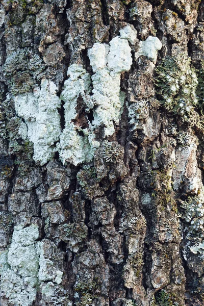巨大的橡树树皮 — 图库照片