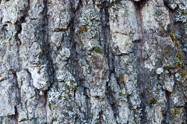 Tronco de árbol con musgo — Foto de Stock