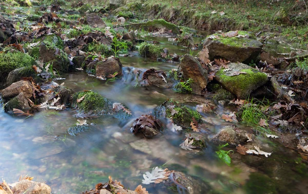 Ручей с камнями и листьями — стоковое фото