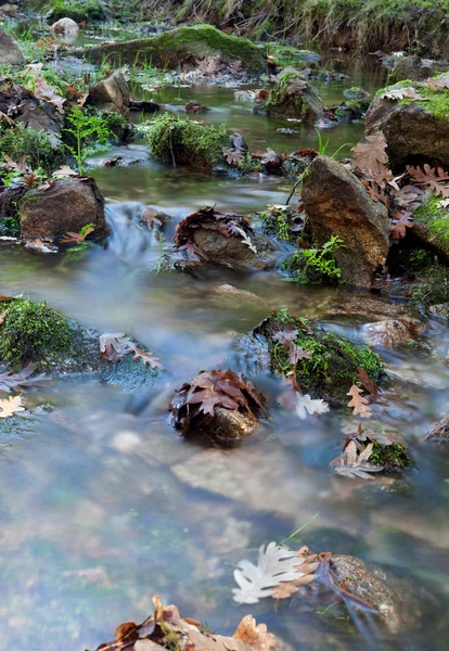Ручей с камнями и листьями — стоковое фото