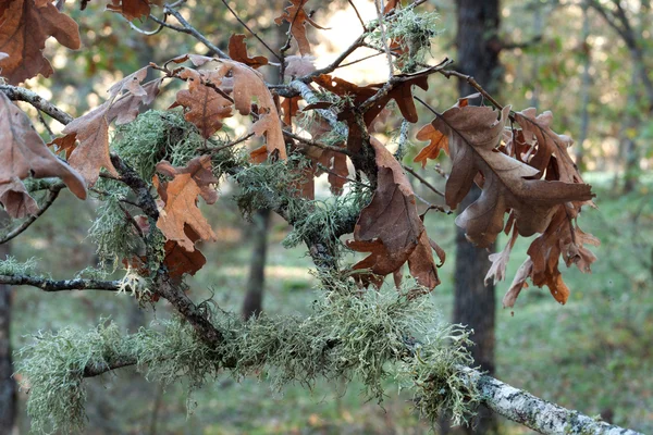 Branche de chêne aux feuilles brunes — Photo