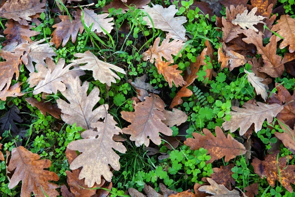 Boden voller abgefallener Eichenblätter — Stockfoto