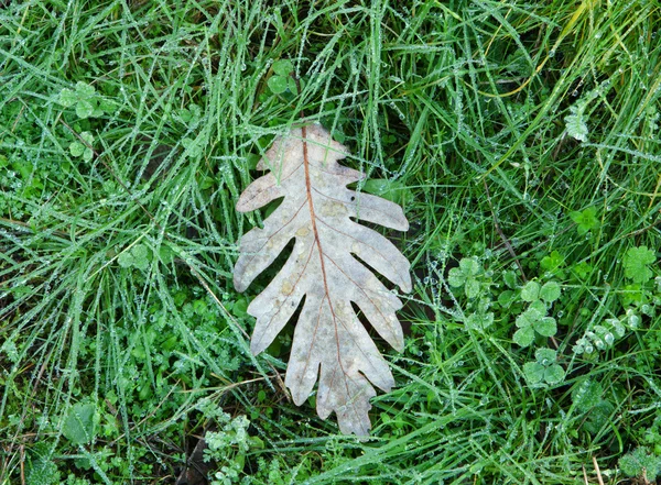 Увядший дубовый лист на траве — стоковое фото