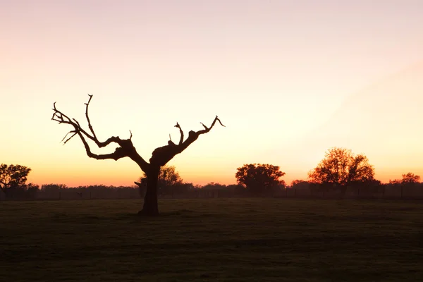 Belo pôr do sol no prado — Fotografia de Stock