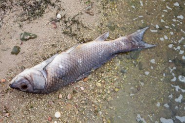 Bir göl kıyısında ölü balık