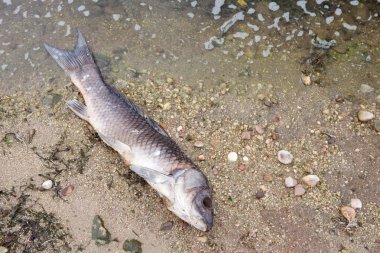 Bir göl kıyısında ölü balık