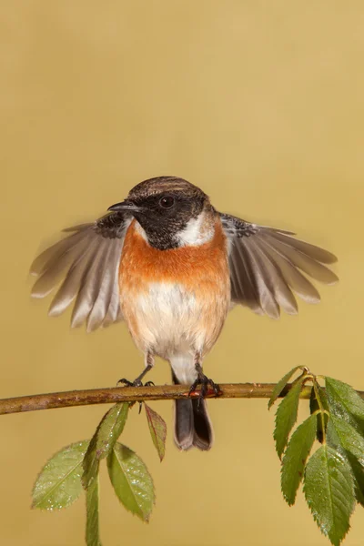 Stonechat male perched on a branch — Stock Photo, Image