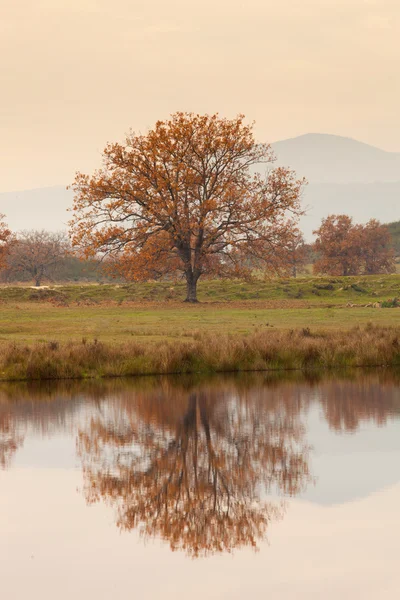 Bel albero riflesso sul lago — Foto Stock