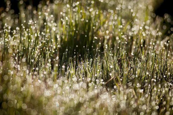 Gotas de rocío en la hierba — Foto de Stock