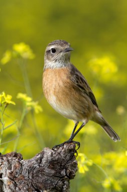 Güzel örnek kadın Stonechat  