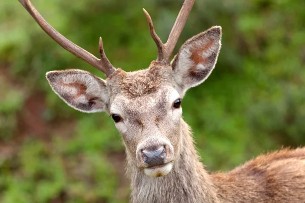 Jeune cerf regardant la caméra — Photo