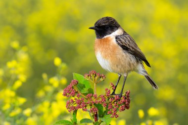 Erkek Stonechat güzel örnek  