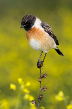 Erkek Stonechat güzel örnek  