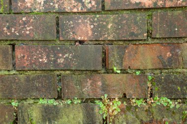 Yeşil yosun ile tuğla duvar