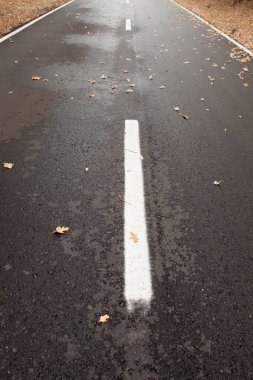 ıslak asfalt yol ile düşen yaprakları