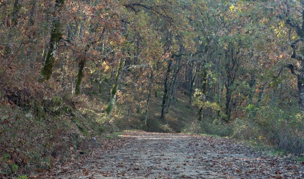 Route pleine de feuilles tombées — Photo