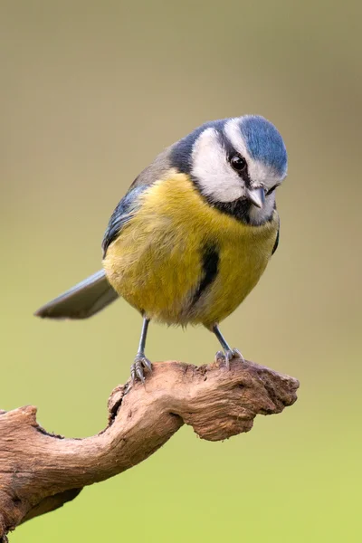 Mooi mezen met blauwe hoofd — Stockfoto