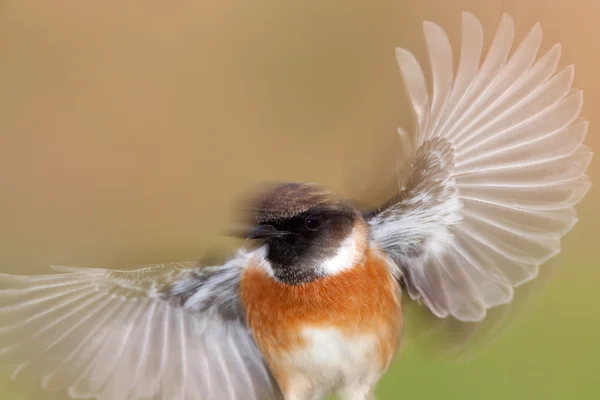 Pěkný Kamenický Muž Letu Pohyblivými Křídly — Stock fotografie