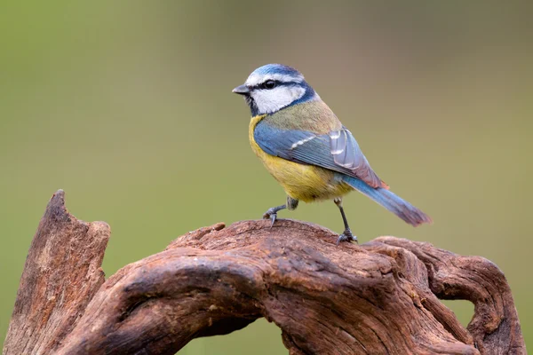 Bella tetta con la testa blu — Foto Stock