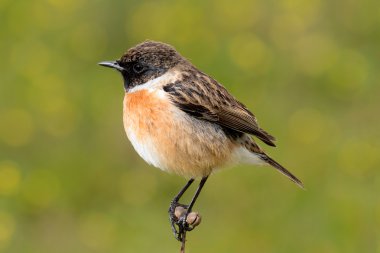 Güzel kuş bir dal üzerinde tünemiş