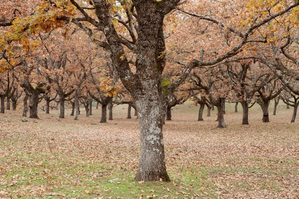 Árboles de otoño en los pastos — Foto de Stock