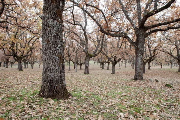 Herbstbäume auf den Weiden — Stockfoto