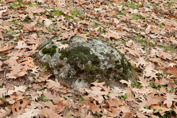 Nedgången i betesmarker — Stockfoto