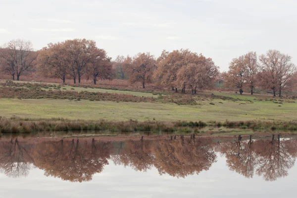 Extremadura İspanya otlakları — Stok fotoğraf