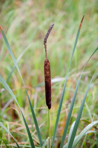 Lisdodde gemeenschappelijk en gras — Stockfoto