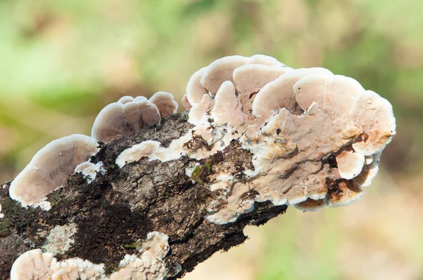 Wooden trunk full of mushrooms — Stock Photo, Image