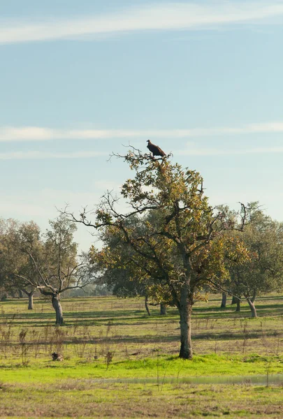 Buitre encaramado en un árbol en Extremadura — Foto de Stock