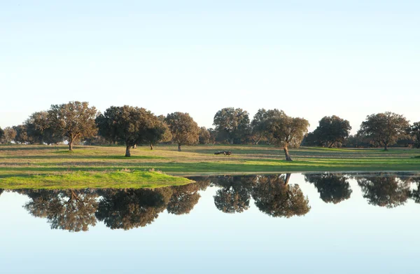 Die weiden der extremadura in spanien — Stockfoto