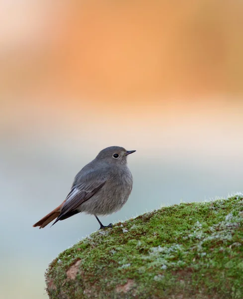 Pěkný pták hřadující na kámen — Stock fotografie